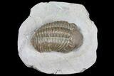 Bargain, Long Eldredgeops Trilobite - Sylvania, Ohio #132440-1